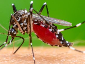 Chikungunya malaria influenza aviaria e nuovi virus malattie infettive emergenti