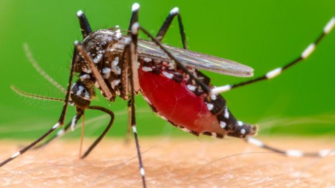 Chikungunya malaria influenza aviaria e nuovi virus malattie infettive emergenti