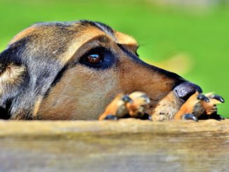 Mai dire bau, a Perugia si inaugura il cimitero degli animali