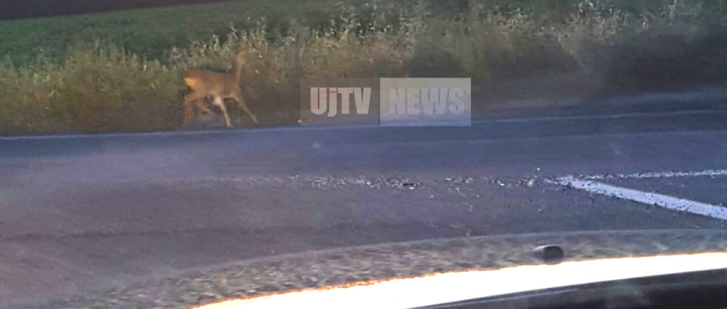 Capriolo solitario a passeggio lungo la strada 147 assisana a Bastia Umbra