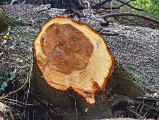 Tagliavano alberi di bosco, intervengono carabinieri forestali, è illecito penale