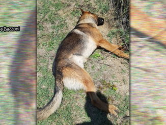Kaos, il cane soccorritore è morto per avvelenamento