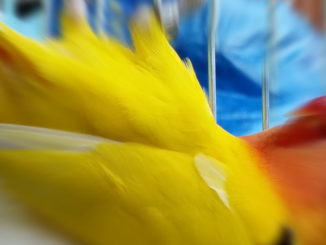Continuano i reati contro poveri animali a Terni, denuncia di Earth Umbria