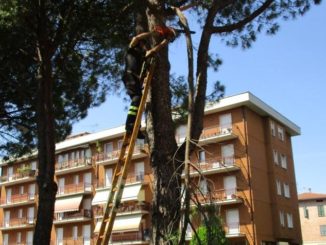 Ramo di pino pericolante a Ponte San Giovanni, intervengono i Vigili del Fuoco
