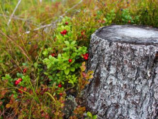 Terni, si continua a tagliare alberi, impatto devastante sulla città