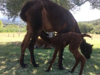 Dai anche tu un nome al cucciolo alpaca della casa paterna