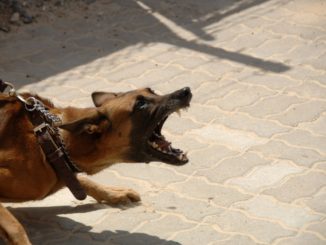 Litigio tra due persone nella periferia di Perugia, cane morde straniero