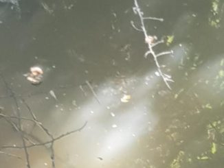 Depuratori Castiglione del Lago, Lega, non si neghi l'evidenza eh! 