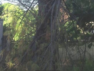 Ramo del pino si schianta a Pieve di Campo nel Ponteggiano