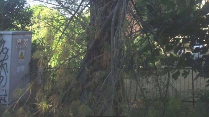 Ramo del pino si schianta a Pieve di Campo nel Ponteggiano