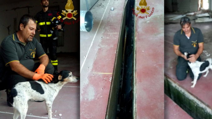 Vigili del fuoco salvano un cane a Norcia, la bestiola non ha più un padrone