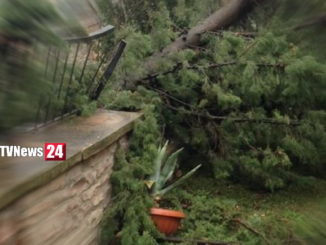 Tragedia sfiorata, cade quercia secolare, bimbo salvo per miracolo