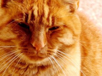 Animali di affezione negli ospedali per aiutare i padroni malati