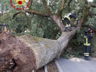 Cade la quercia del pentimento a Castiglione del Lago, non toccata chiesa