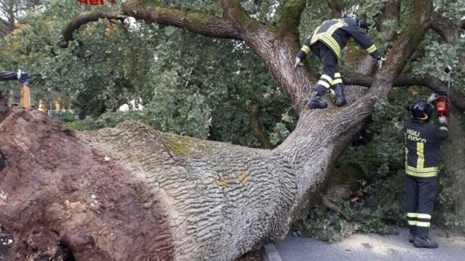 Cade la quercia del pentimento a Castiglione del Lago, non toccata chiesa
