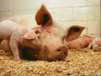 Campagna di macellazione dei suini a domicilio per uso familiare 2018/19