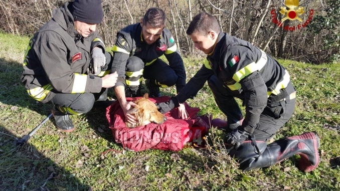 Vigili del fuoco salvano un cane a San Valentino della Collina di Marsciano [FOTO]