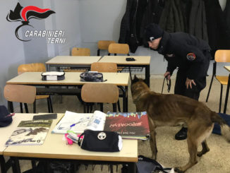 Droga nelle scuole, cinofili dei carabinieri trovano spinello a 17enne