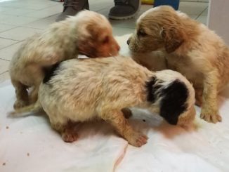 Ottantenne abbandona cinque cagnolini in una scatola, cuccioli sono salvi!