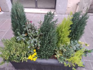 Fioriere di via Roma a Terni, necessarie alcune puntualizzazioni