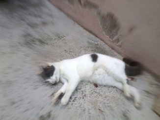 Gatti uccisi con liquido antigelo a Narni, crimini contro animali indifesi