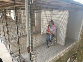 Sindaco di Montefranco si chiude in gabbia per difendere i cani