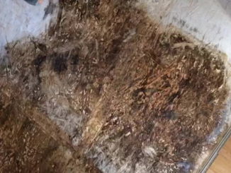 Sae a Opaco di Norcia nel degrado, serve capire perché, video