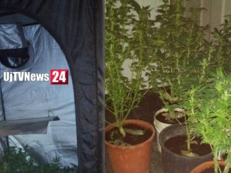 Serra di marijuana in casa, arrestata a Resina coppia di coltivatori esperti