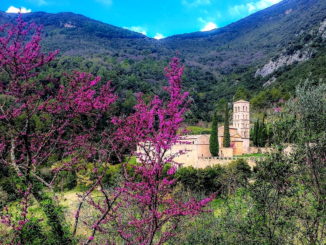 Comincia la Fiorita dell'albero di Giuda, Valnerina in rosa