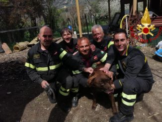Cane sepolto da piccola frana, salvato dai Vigili del fuoco