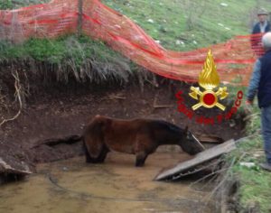 Cavallo cade in cisterna di 2 metri, recuperato dai vigili del fuoco