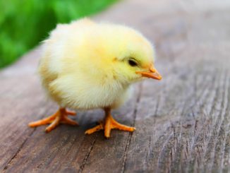 Salviamo il pulcino maschio, ulteriore tappa di Coop
