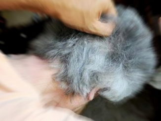 Residenza per anziani non autorizzata sequestrata dalla Polizia di Stato