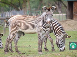 Degustazioni, domenica 26 maggio, tra zebre e dromedari