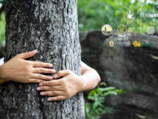 Tutela alberi, nuovo regolamento del verde pubblico e privato