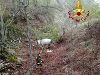 Bovini bloccati in zona una zona impervia nei pressi di Cascia
