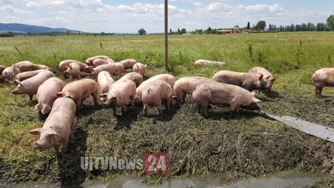 Peste suina De Luca M5S danni potenzialmente enormi per economia