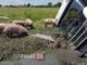 Camion che trasportava maiali si ribalta, alcuni dei suini sono morti