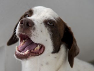 Educatore cinofilo morso da un cane, è successo a Terni