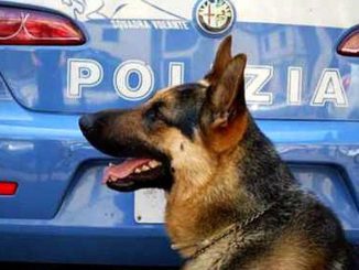 Ternano inchiodato dal fiuto di Jamil, sequestrati 8 chili di droga