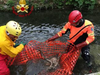 Due caprioli morti trovati nel fiume Menotre, recuperati dai vigili del fuoco