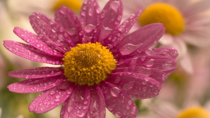 Gustamaggio a Terni causa maltempo slitta a sabato 1 giugno