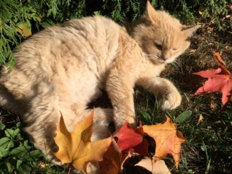 Avvelenamenti e maltrattamenti di cani e gatti, bene ha fatto Salvini, più controlli