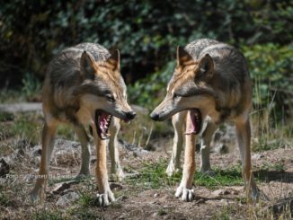 Lupi attaccano greggi a Cascia e Monteleone di Spoleto e la legge 17