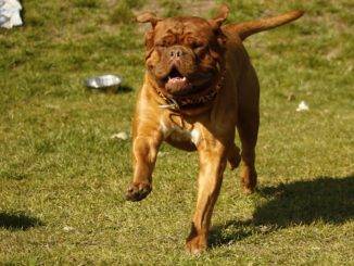 Pitbull morde una donna a Spoleto, ferite al braccio e alla mano