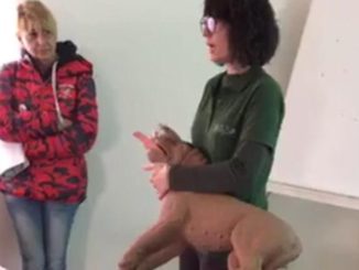Giornata dimostrativa di primo soccorso per gli amici a 4 zampe