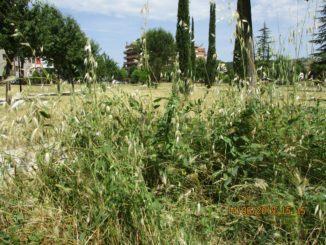 Erba alta infesta ancora alcune zone del Parco degli Etruschi