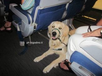 Tempo di vacanze all'aeroporto Sant’Egidio non c’è posto per Fido