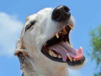 Aggredito da due cani, assisano finisce in ospedale, ha ferite e fratture alle gambe