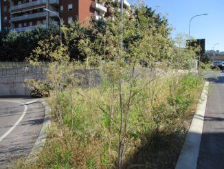 Erbacce alte come i segnali stradali, degrado a Ponte San Giovanni